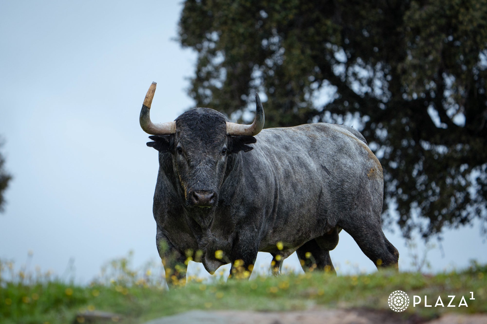 Estos son los toros de Adolfo Martín que inaugurarán la temporada de Las Ventas