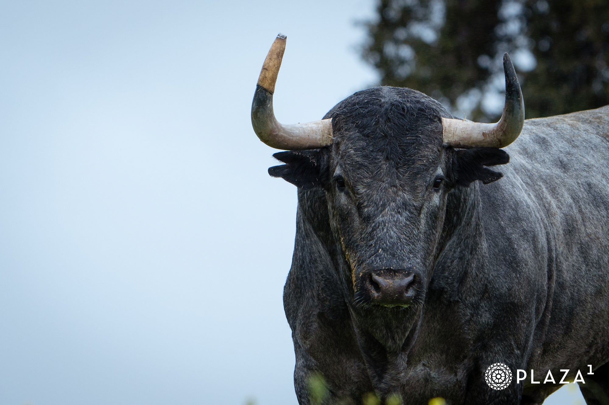 Estos son los toros de Adolfo Martín que inaugurarán la temporada de Las Ventas