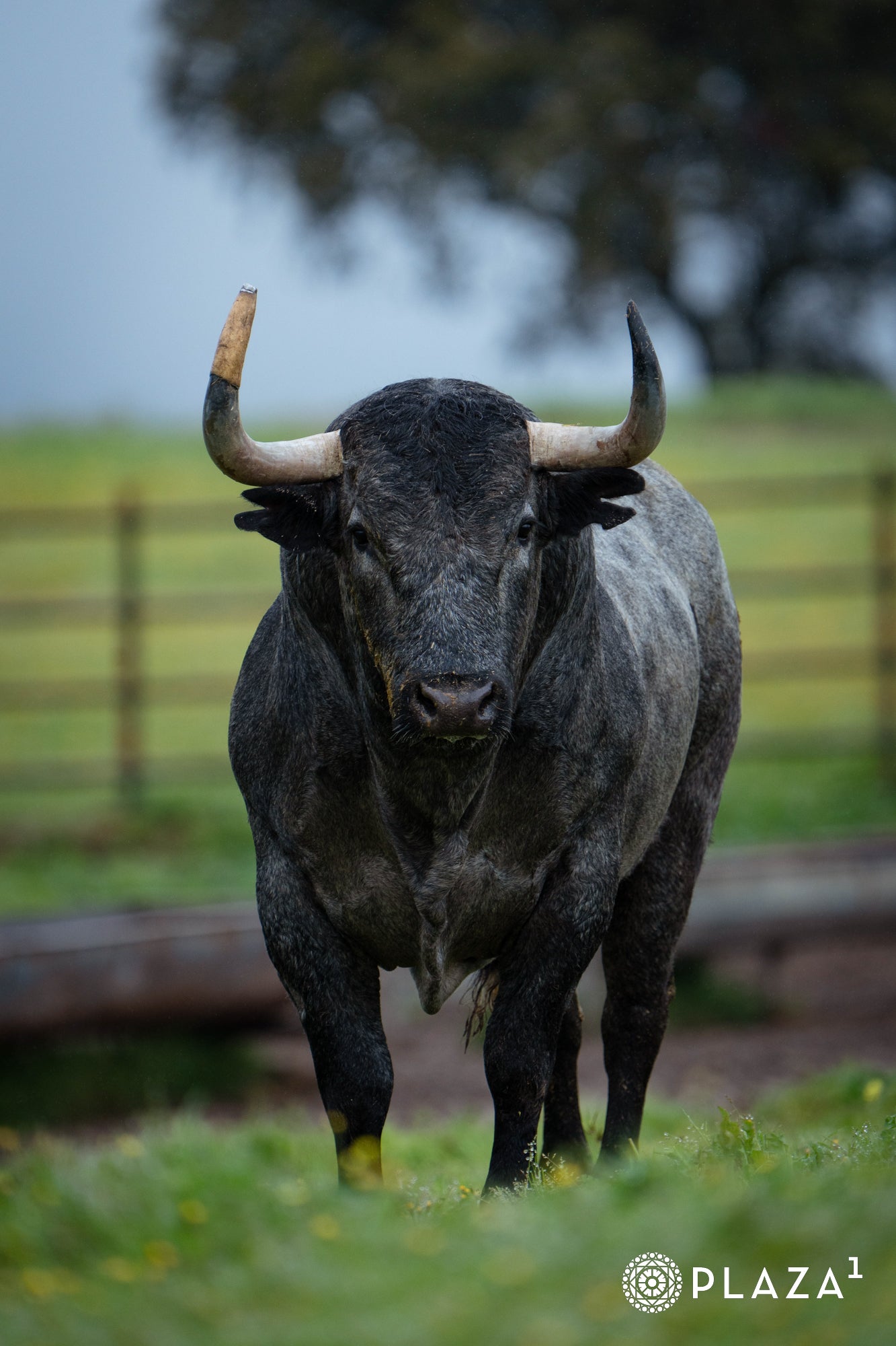 Estos son los toros de Adolfo Martín que inaugurarán la temporada de Las Ventas