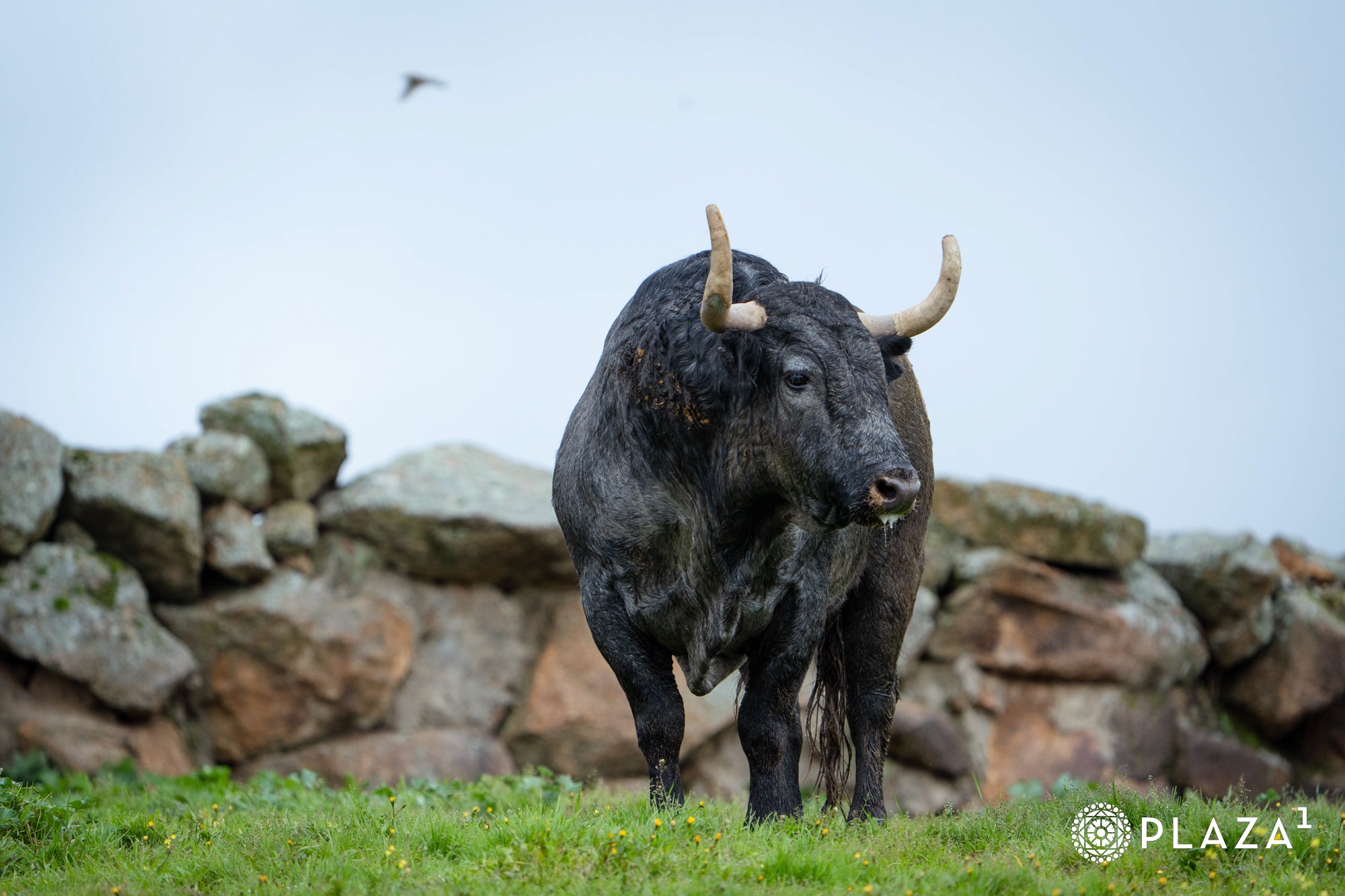 Estos son los toros de Adolfo Martín que inaugurarán la temporada de Las Ventas