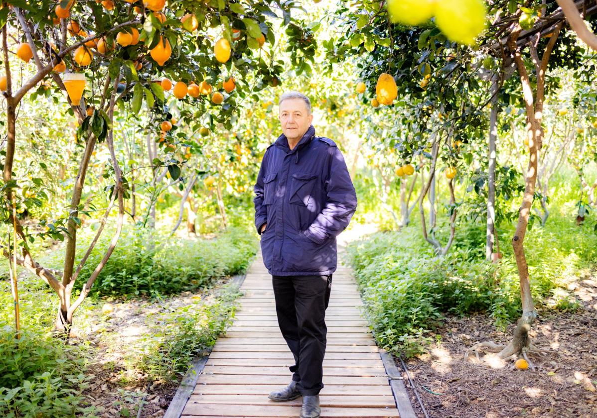 Vicente Todolí, retratado en su jardín de cítricos, en Palmera