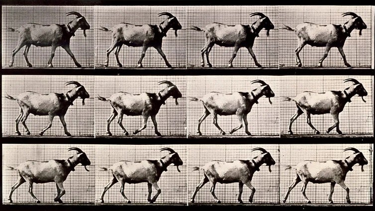 Eadweard Muybridge en el Museo Universidad de Navarra: la realidad nunca advertida