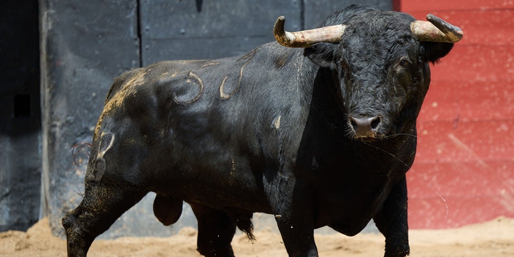 Seis toros de Fermín Bohórquez para la corrida de rejones de esta tarde en la Maestranza