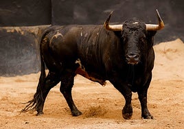 Cayetano Rivera se despide este sábado de la Maestranza con Roca Rey y David de Miranda