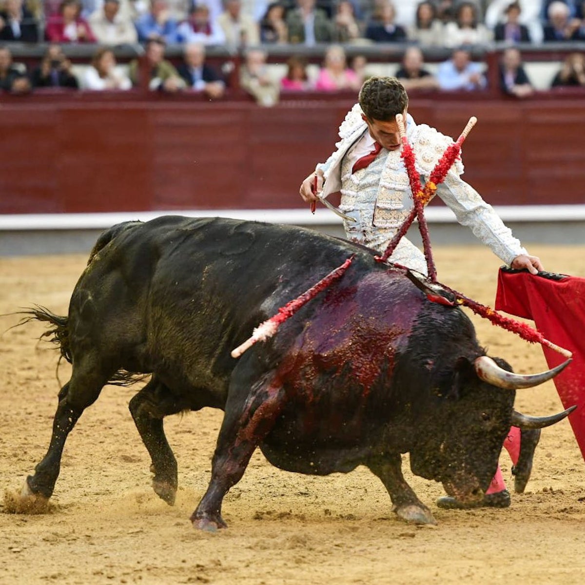 Frenoso, un toro de vacas al que ninguneó Madrid