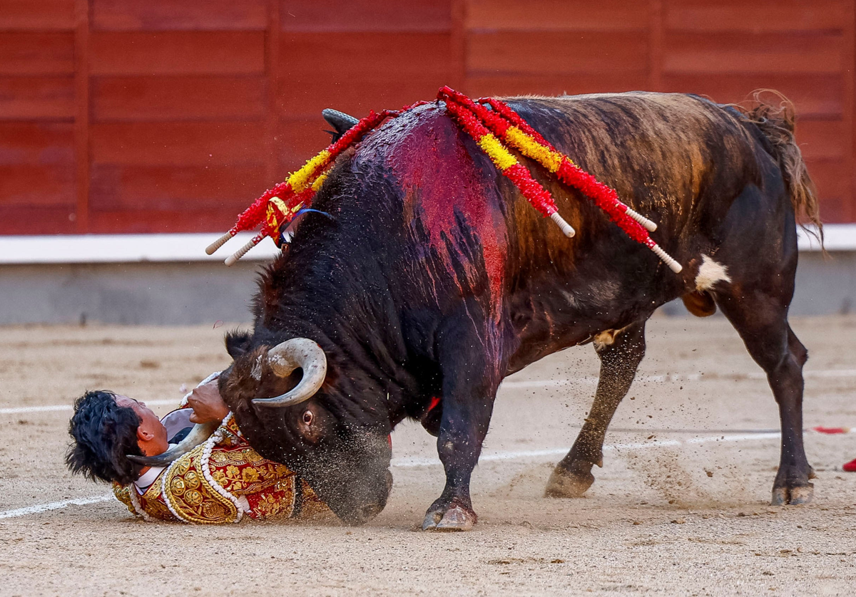 El diestro colombiano Juan de Castilla recibe una cogida del astado durante la corrida