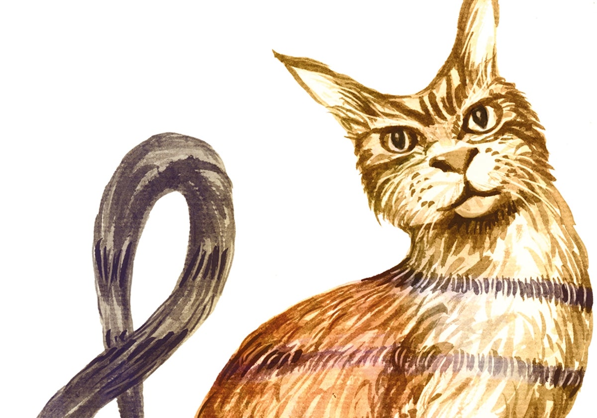 Para no parecer un gato
