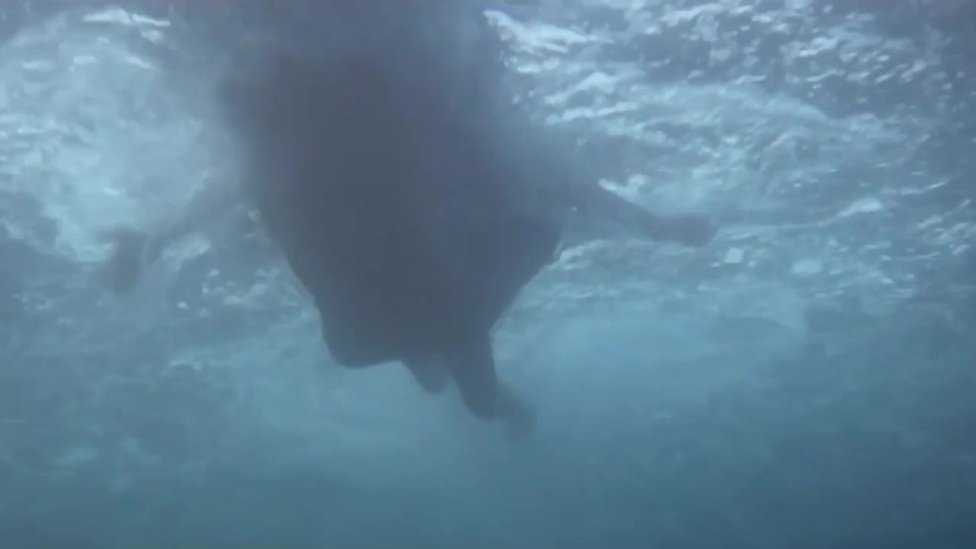 Tiburón, el clásico de Steven Spielberg, cumple 50 años