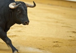 Sanfermines, Santander y mucho más: Todo en OneToro, la plataforma taurina más grande del mundo