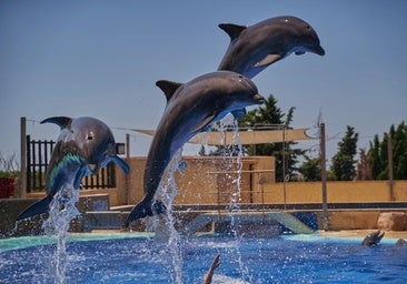 Delfines en Marineland