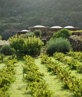 Imagen secundaria 2 - De arriba abajo: tomates puestos a secar en Filicudi, panorama de Lípari y un viñedo en Pantelaria