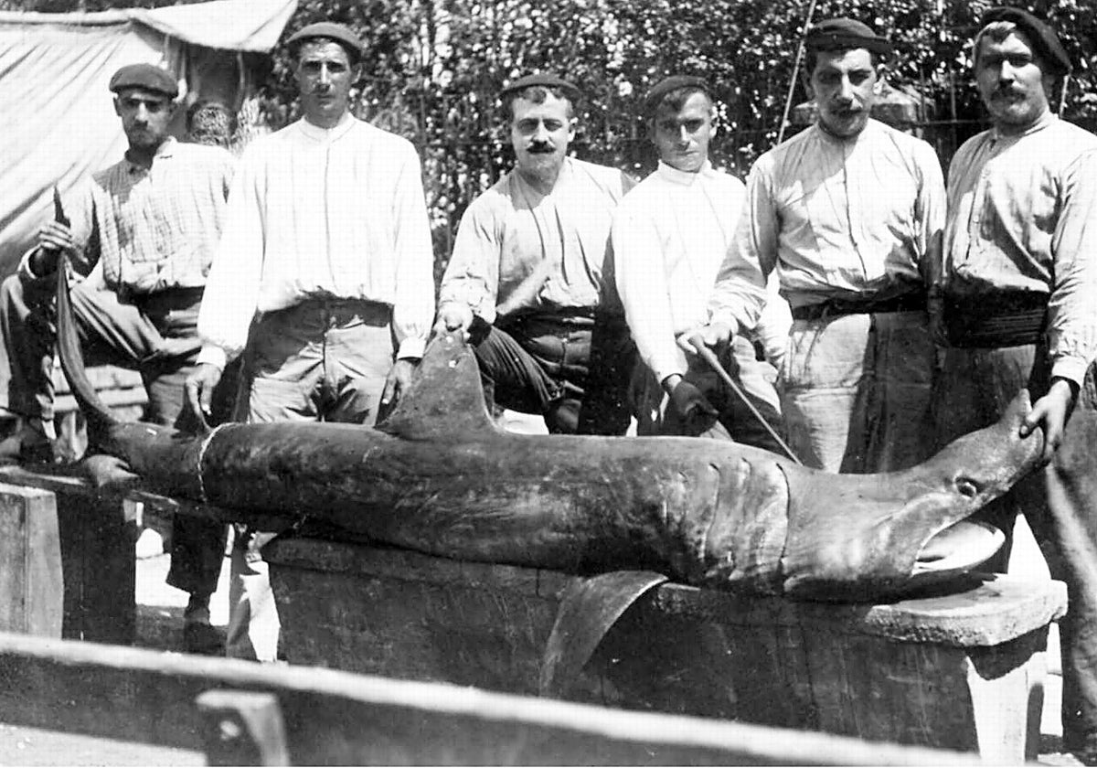 Tiburón de cinco metros de largo, que fue pescado por el marinero Zubiaurre