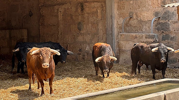 Los toros de Juan Pedro