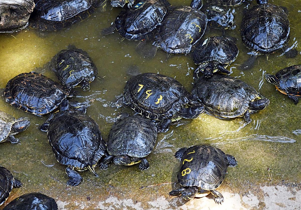 Recuperación de tortugas en el Centro de Recuperación de Anfibios y Reptiles de Cataluña, en Masquefa