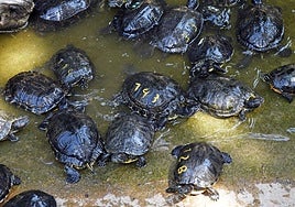 De 'tortuguita' para los niños a un problema ambiental de gran tamaño
