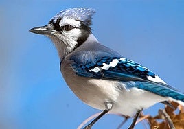 'Los cuervos en la historia', de Jorge Fondebrider, y 'Diez aves que cambiaron el mundo', de S. Moss: exploración sobre los alados