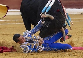 Manzanares, con fractura de una costilla por su cogida en Murcia, causa baja en sus próximas citas