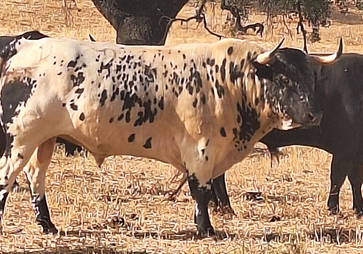 Presumido, el novillo de Morante para el festival de Madrid en homenaje a Antoñete
