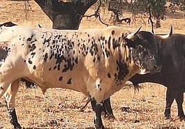 El ganadero de Osborne, sobre el 'toro blanco' de Morante para Madrid: «Es descendiente de la vaca Atrevida»