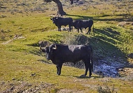 El poder y la resistencia de los toros en Extremadura, la brava tierra elegida por Morante en su reaparición
