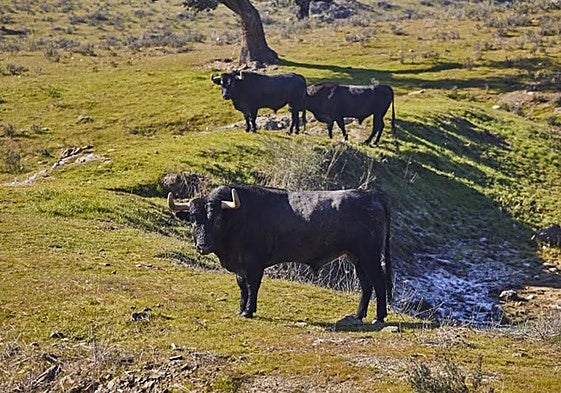Toros de Victorino Martín en la finca de 'Las Tiesas de Santa María'