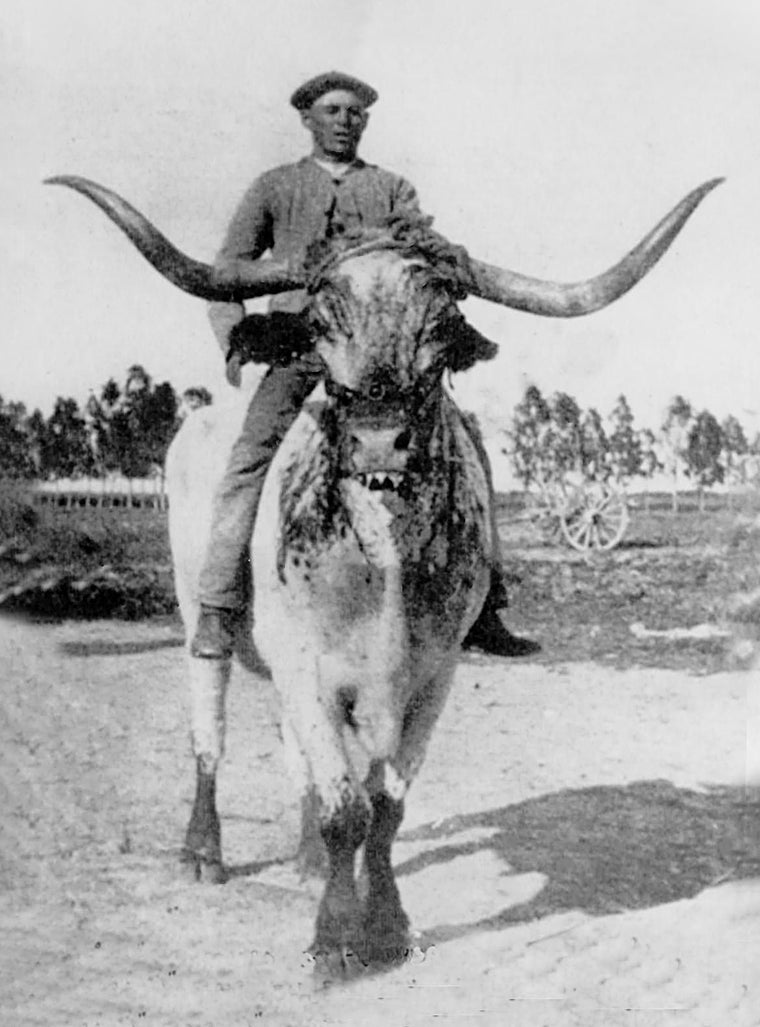 Pardillo, cabestrero de la viuda de Concha y Sierra, montado en el buey de Trailla, en el cortijo de La Abundancia