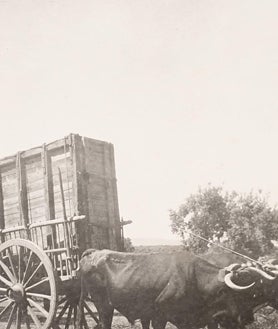 Imagen secundaria 2 - En la imagen inicial, el primer herradero en Juan Gómez (Urquijo/Carmen de Federico), con Ignacio Sánchez Mejías sujetando el becerro; en la segunda, enchiquerando en Casas de Marcos (Morales Hermanos); en la última, el cajón en el que se transportaban los toros al ferrocarril