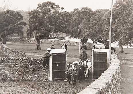 Imagen secundaria 1 - En la imagen inicial, el primer herradero en Juan Gómez (Urquijo/Carmen de Federico), con Ignacio Sánchez Mejías sujetando el becerro; en la segunda, enchiquerando en Casas de Marcos (Morales Hermanos); en la última, el cajón en el que se transportaban los toros al ferrocarril