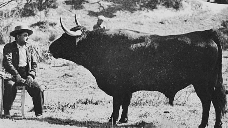 El mayoral de Conde de Ruiseñada, sentado en una silla, delante de un toro