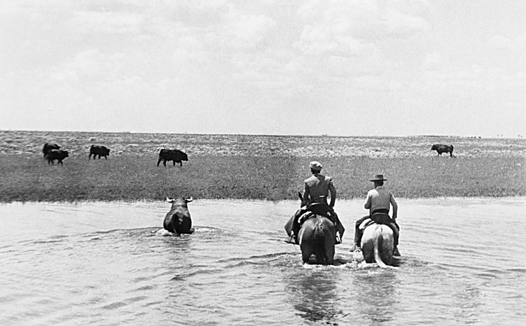 Imagen principal - En la primera foto, el conocedor de los toros de Pérez de la Concha cruzando el río Brazo de la Torre, en Vuelta del Cojo, a finales de los cuarenta. En la segunda, Carmen de Federico y Gallito en un tentadero; en la última imagen, de izquierda a derecha, Juan Vázquez, Joselito el Gallo, el marqués de Tamarón y Rafael Barrionuevo