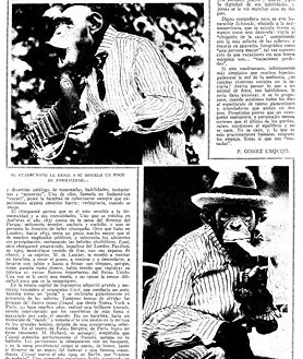 Imagen secundaria 2 - La vaca Veronika y artículos sobre el mono 'Cónsul' (1903) y 'Schnucki' (1925)