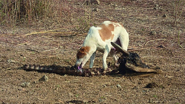 Perro 'paria' carroñeando en la carcasa de una vaca en Bera