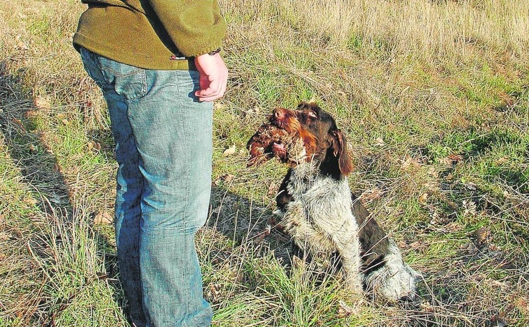 Delitos contra la integridad moral versus nuevas leyes animalistas