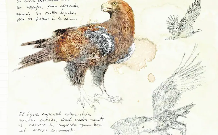 Águila imperial ibérica, única
