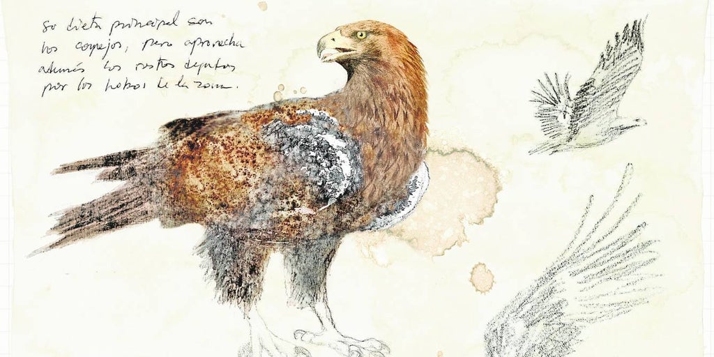 Águila imperial ibérica, única