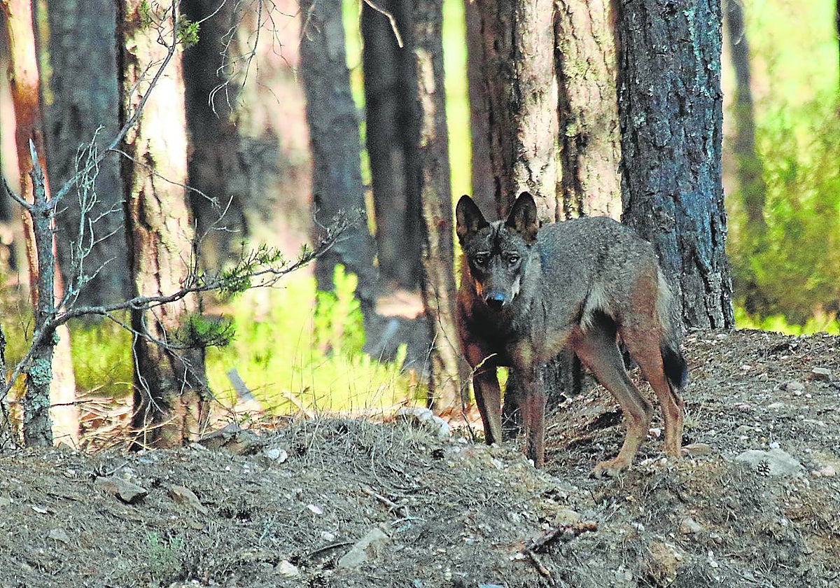 Un lobezno fotografiado en estado salvaje en la Sierra de la Culebra