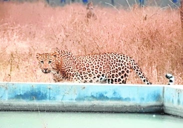 Tras el rastro de las panteras fantasma