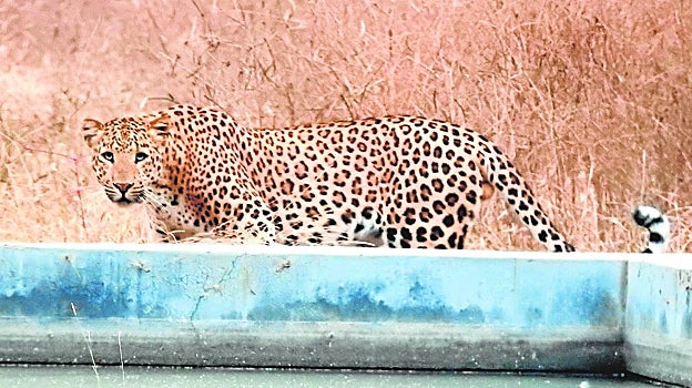 Un imponente leopardo visita un abrevadero en un bosque urbano, en Jaipur, India