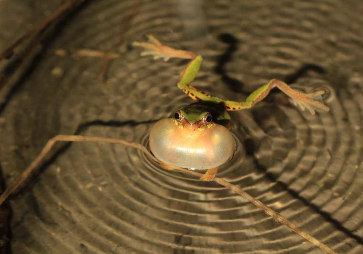 Las ranas son uno de los animales que se entierran en el lecho de los humedales cuando estos se secan