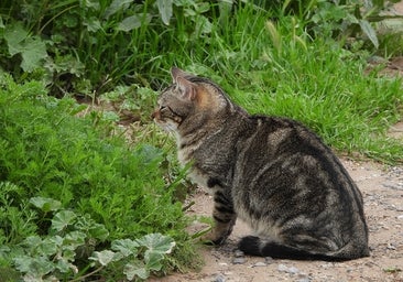 España suma evidencias de la amenaza de los gatos domésticos en el medio natural con un estudio en zonas Red Natura 2000