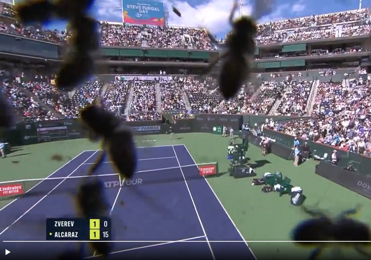 Una invasión de abejas provocó la suspensión del duelo entre Alcaraz y Zverev durante casi dos horas