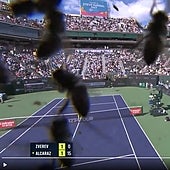 Así fue la invasión de abejas que obligó a parar casi dos horas el duelo entre Alcaraz y Zverev