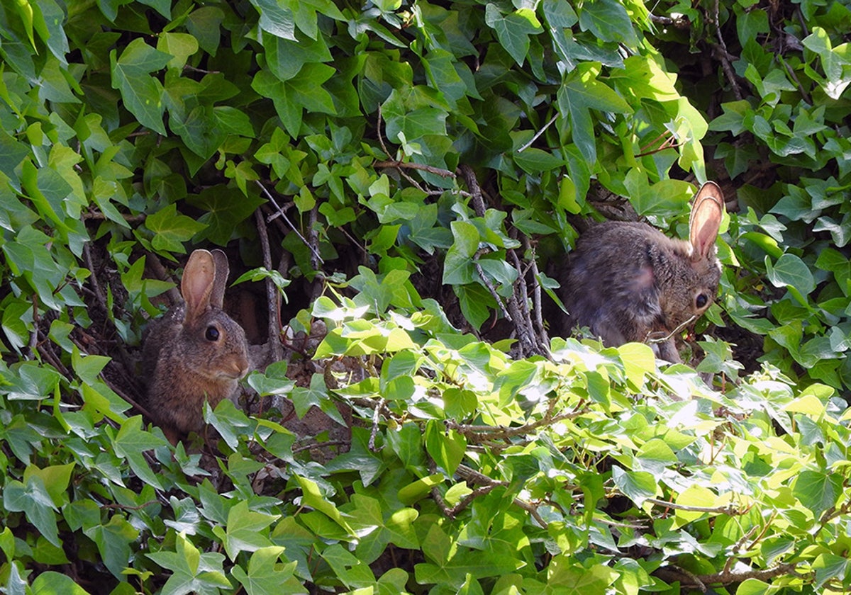 Conejos