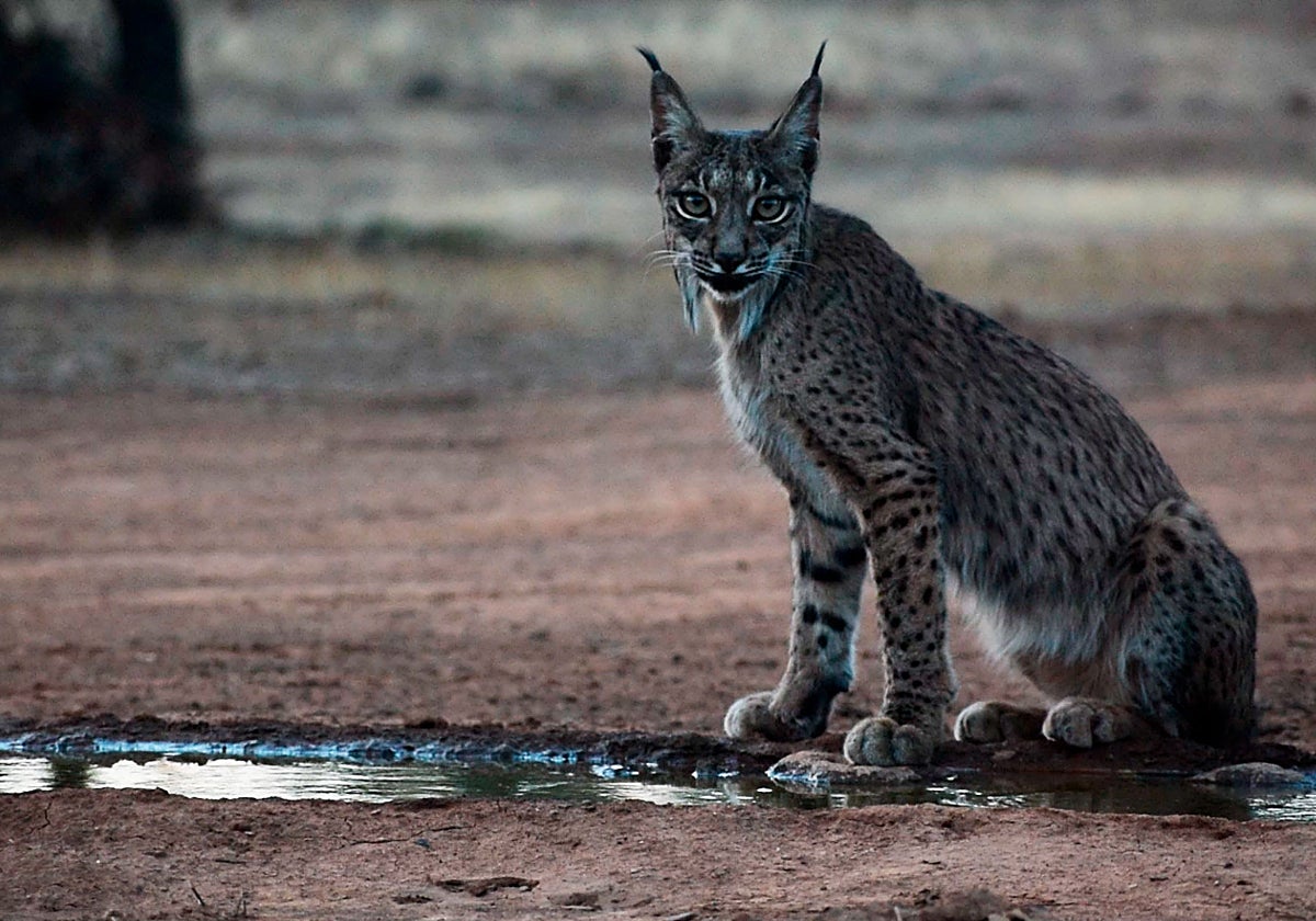 El lince ibérico, un éxito de la conservación, pasa de 94 a más de 2.000 ejemplares en dos décadas