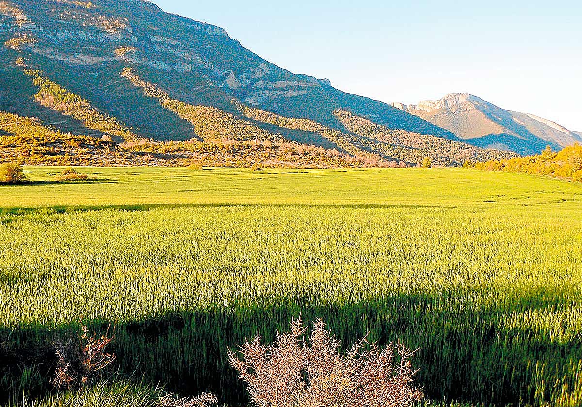 Campos navarros de cereal.