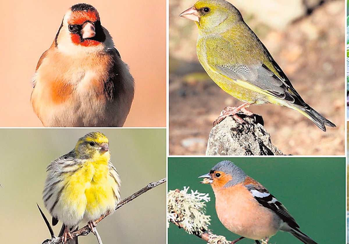 Silvestrismo, luces y sombras de una actividad tradicional