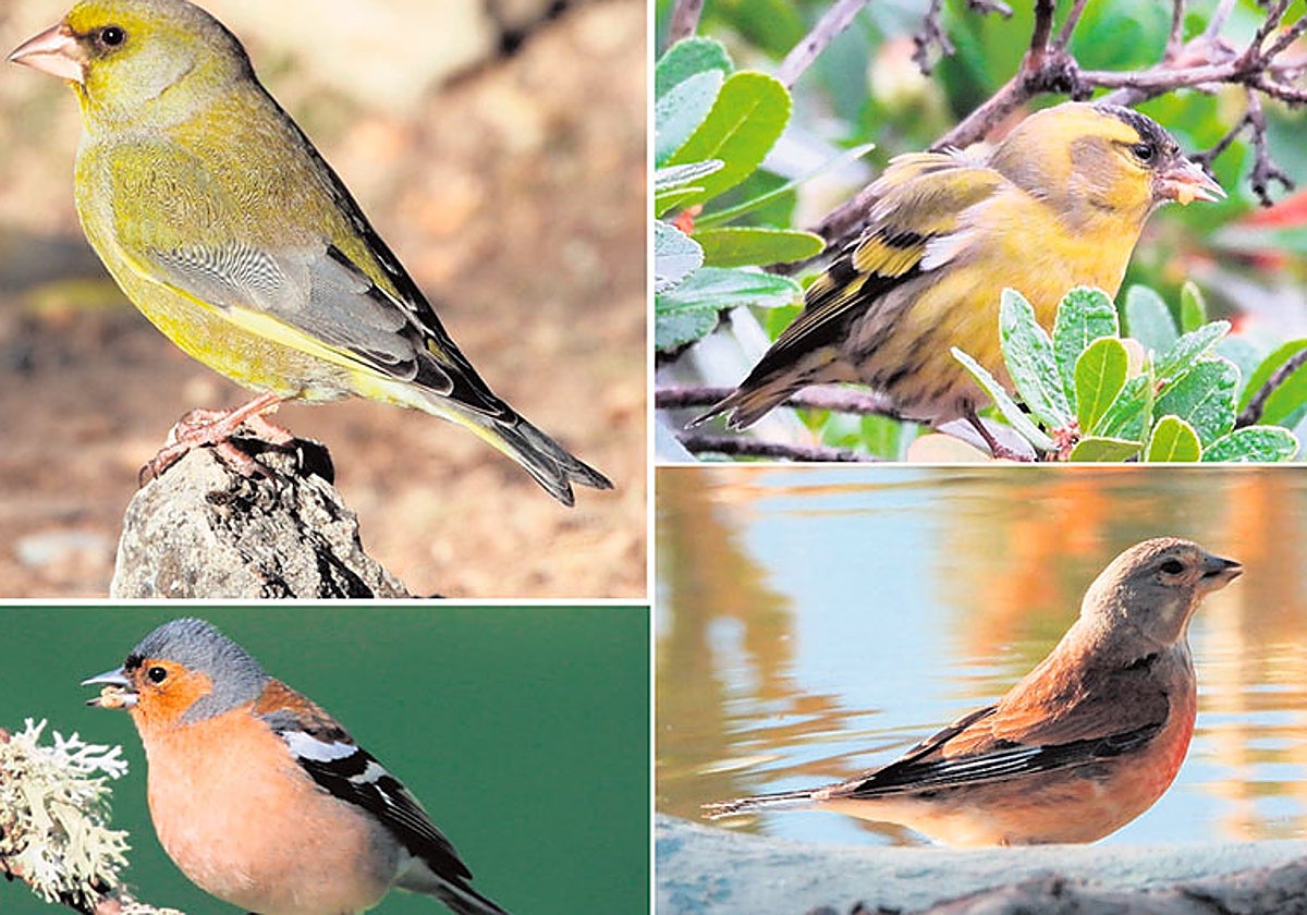 Silvestrismo, luces y sombras de una actividad tradicional