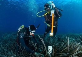 «El carbono azul es clave para la salud climática»