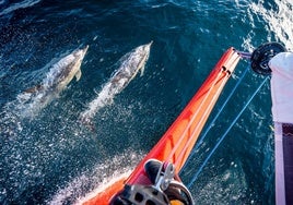 A estudio las colisiones de barcos y animales marinos