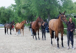 Viajes, antidopaje y colas para los controles veterinarios: la cara oculta de una reunión de caballos